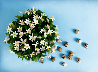 Wall Mural - Anemones white flowers with eggs on pastel background. Easter consept of banner or greeting card