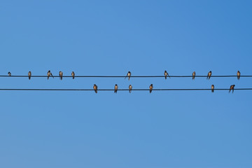 Group of swallows bird on an electrical wire are cleaning their wings and feathers with blue sky.