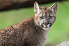Portrait Of A Cougar In The Forest