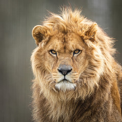 Leinwandbilder - Portrait of a lion in the forest