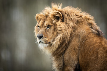 Wall Mural - portrait of a lion in the forest