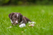 Brown Border Collie puppy in the grass. Cute dog puppy portrait