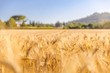 Gold wheat field with trees on blurred rural countryside landscape. Beautiful agriculture nature, soft sunlight