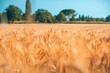 Gold wheat field with trees on blurred rural countryside landscape. Beautiful agriculture nature, soft sunlight