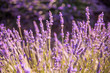 Sunset over a violet lavender field in Provence, France. Lavender. Beautiful Lavender Flower Field. Growing and Blooming Lavender outdoors