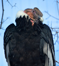 Andean Condor Vultur Gryphus Is A South American Bird In The New World Vulture Family Cathartidae And Is The Only Member Of The Genus Vultur.