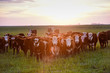 © foto4440 - Cattle in Pampas landscape at dusk, Patagonia, Argentina