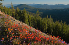 Mountain Landscape With Foreground Of Indian Paintbrush Wildflowers, Crater Lake National Park, Oregon, USA