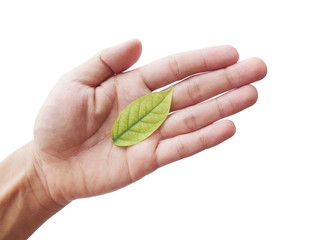 Wall Mural - Hand holding green leaf isolated on white background, Leaves of Orange Jasmine, China Box, Andaman Satinwood, Cosmetic Bark Tree (Murraya paniculata (L.) Jack) 