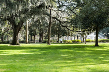 The Famous Live Southern Live Oaks Covered In Spanish Moss Growing In Savannah's Historic Squares. Savannah, Georgia