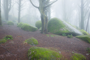 Wall Mural - Beautiful mystical forest in a summer morning. Scenery with path in dreamy foggy forest