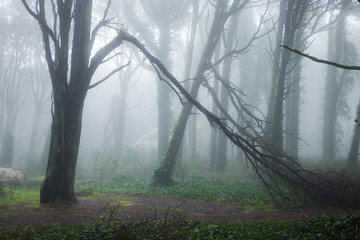 Wall Mural - Beautiful mystical forest in a summer morning. Scenery with path in dreamy foggy forest