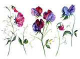Fototapeta Kwiaty - Watercolor Sweet Pea Flowers Collection