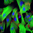 Stained microscopy image of human fibroblast cells showing the cytoskeleton in green, cell-cell contact proteins in red and the nucleus in blue