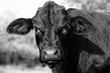 Black crossbred cow portrait looking at camera close up in black and white.