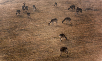 Wall Mural - deer and roe deer in the pasture