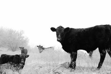 Wall Mural - Angus cows and calves in black and white, agriculture beef cattle herd.