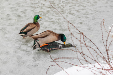 Wall Mural - Mating ducks on a frozen pond