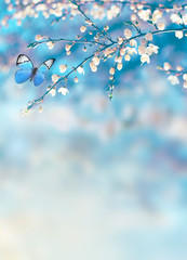Wall Mural - cherry blossoms over blue nature background. spring flowers. spring background with bokeh. butterfly