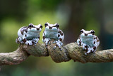 Fototapeta Zwierzęta - Three amazon milk frog on branch, Panda Bear Tree Frog, animal closeup