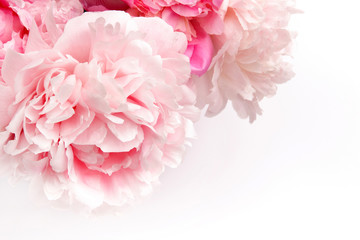 Wall Mural - Colorful peonies on white in beautiful style. Pink fresh peonies. Spring summer wedding background.