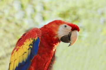 Colorful parrot Rhynchopsitta on green background.