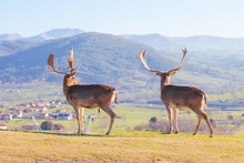 Two Adult Male Deer (cervus Elaphus) Watching The Landscape From The Top Of The Mountain