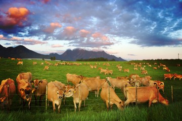 Herd of Jersey cows stretching accross a green field with a mountain landscape in the distance and cloudy sky as the sun goes down