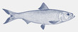 Skipjack shad alosa chrysochloris, shiny fish from North America