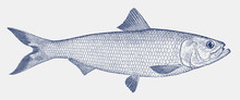Skipjack Shad Alosa Chrysochloris, Marine Fish From The Gulf Of Mexico Drainage Basins