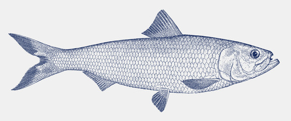 skipjack shad alosa chrysochloris, fish from north america