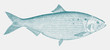 Female american shad alosa sapidissima, marine fish from the North Atlantic Ocean in side view