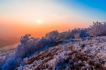 Wall Mural - Winter rime on the trees landscape