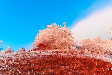 Wall Mural - Winter rime on the trees landscape