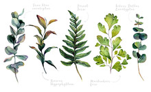 Watercolor Collection Of Trendy Greenery