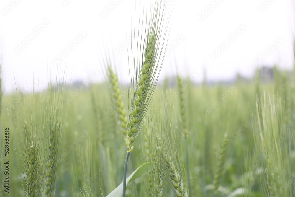 Field Young Green Wheat Cultivated Agricultural - obrazy, fototapety, plakaty 