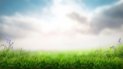 Wall Mural - a sunny spring easter morning background with a fresh green grass foreground.