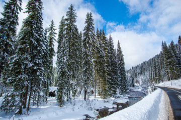 Wall Mural - Winter landscape in Carpathins Mountains