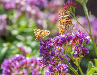 The butterfly on a flower in sunlight