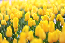 Spring Blossoming Yellow Tulips Field, Springtime Flower Field Background, Pastel And Soft Floral Card, Shallow DOF, Toned