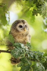 Wall Mural - Nestling of tawny owl - Strix aluco sit on branch of oak tree, Czech republic