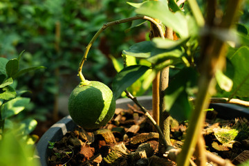 Wall Mural - Green lemon fruit with long stem