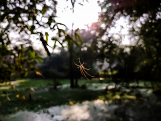 golden orb-web spider macro shot.