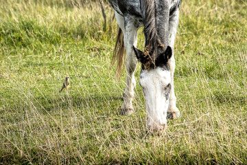 Wall Mural - Horse grazing on the pasture fields     