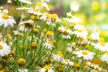 Wall Mural - summer daisies sunny day in garden