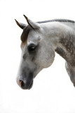 Fototapeta Zwierzęta - Beautiful Grey Dapple Horse with white or black background