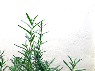 fresh rosemary shoot