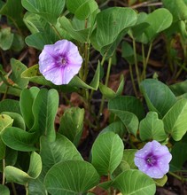 The Dew-covered Purple Flowers Of The Beach Morning Glory, Ipomoea Pes-caprae, A Common Plant Of The Beaches Of Tonga And Fiji.