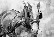 Beautiful Belgian Carriage Horse Portrait