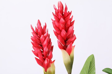 Wall Mural - Fake Red cone ginger flower on white background